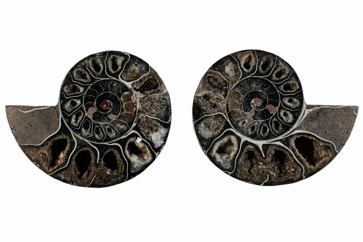 Cut/Polished Ammonite (Phylloceras?) Pair - Unusual Black Color #166031
